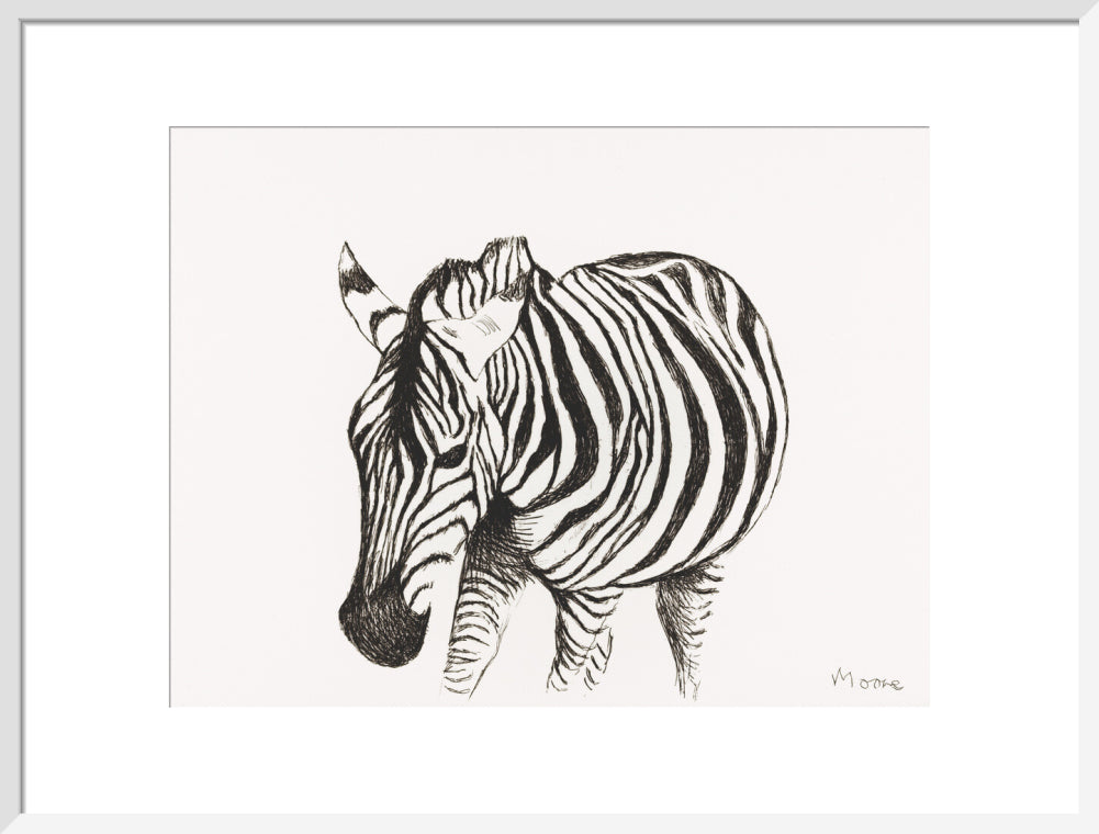 Zebra