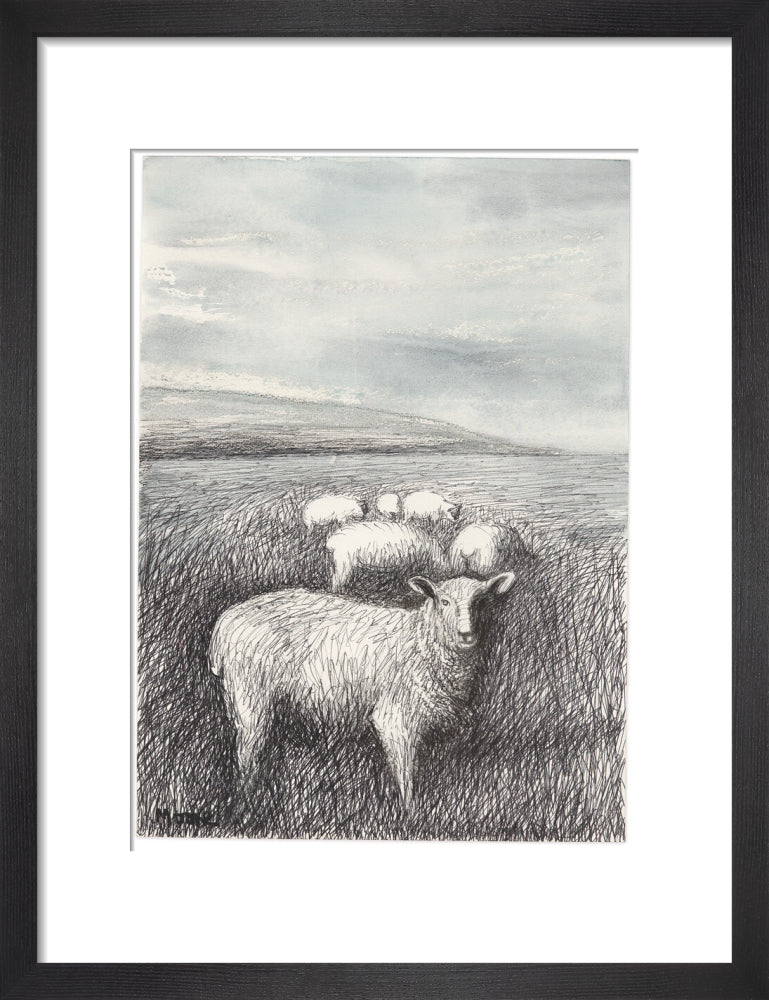 Sheep Grazing in Long Grass