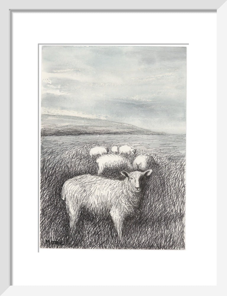 Sheep Grazing in Long Grass