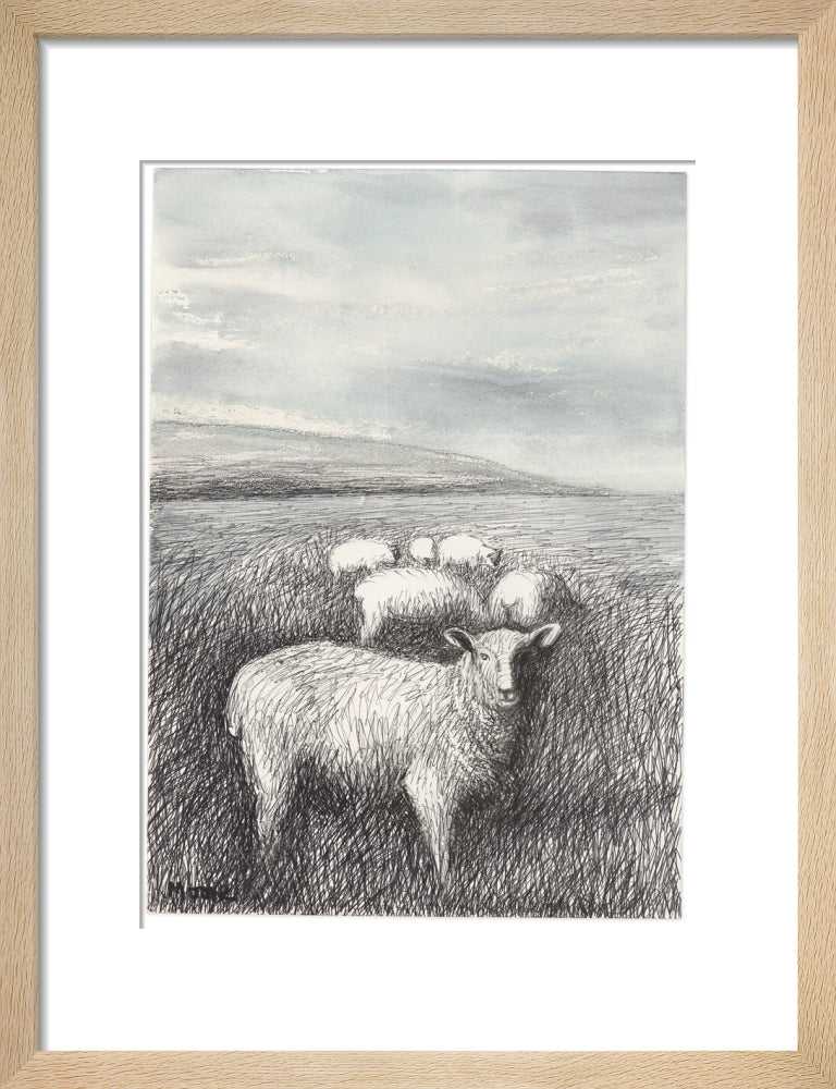 Sheep Grazing in Long Grass