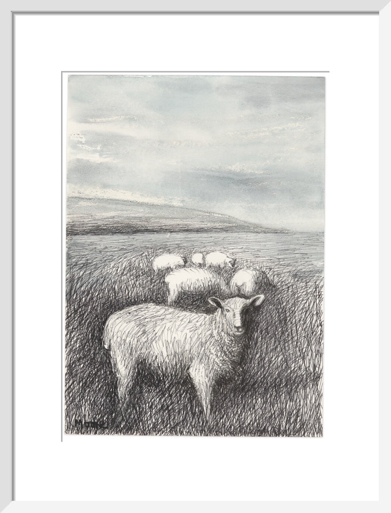 Sheep Grazing in Long Grass