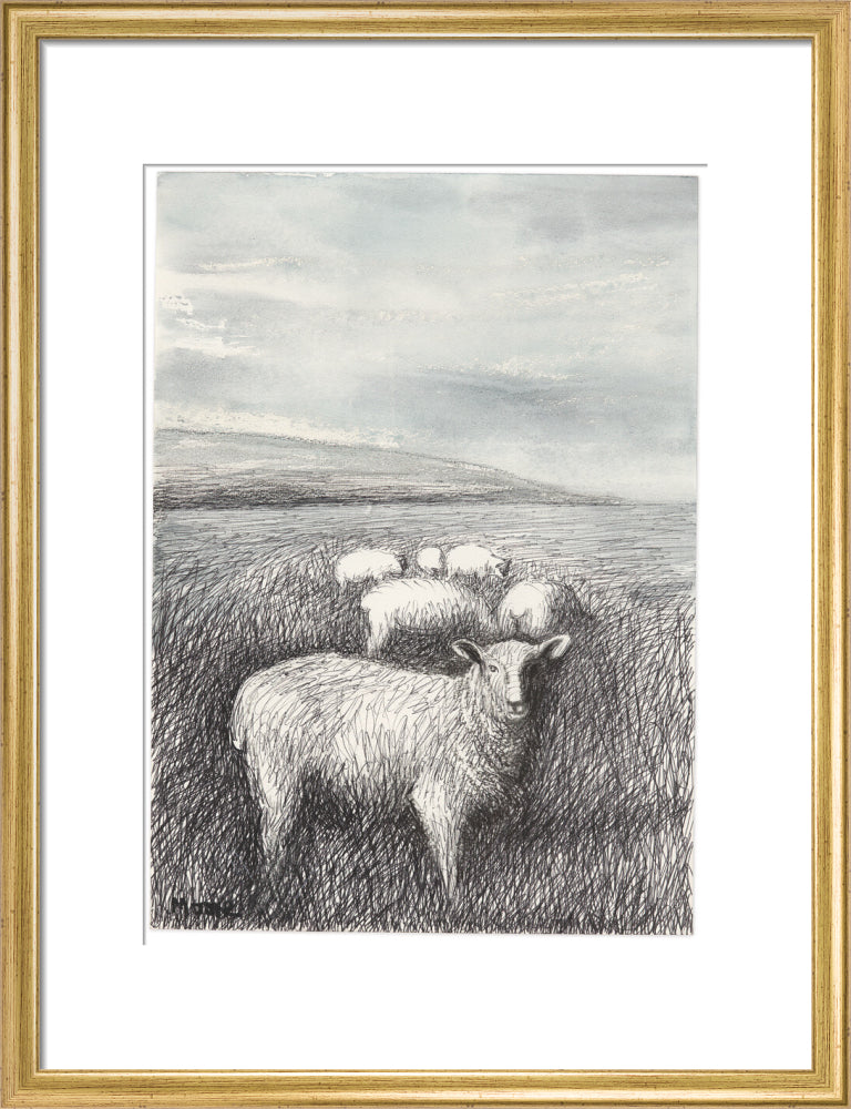 Sheep Grazing in Long Grass