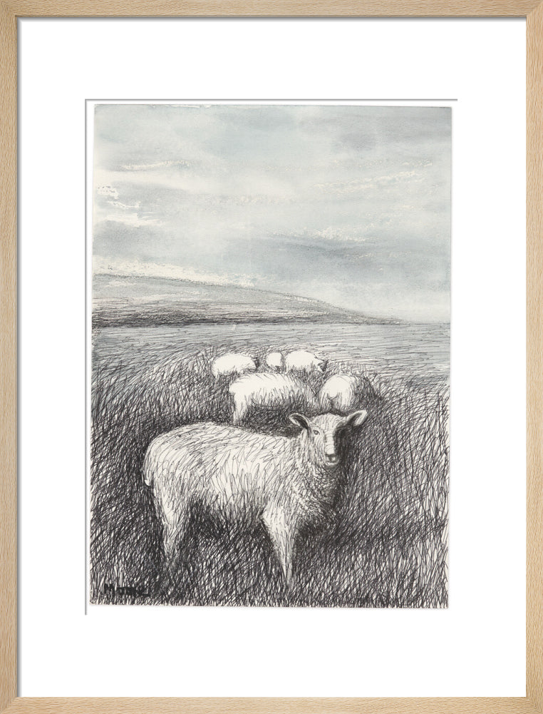 Sheep Grazing in Long Grass