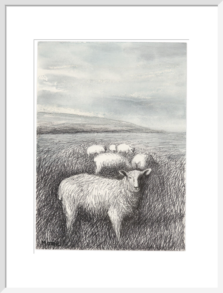 Sheep Grazing in Long Grass