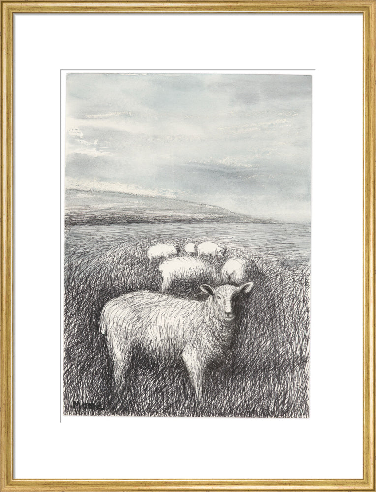 Sheep Grazing in Long Grass