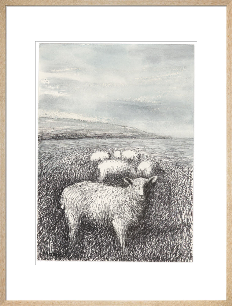Sheep Grazing in Long Grass