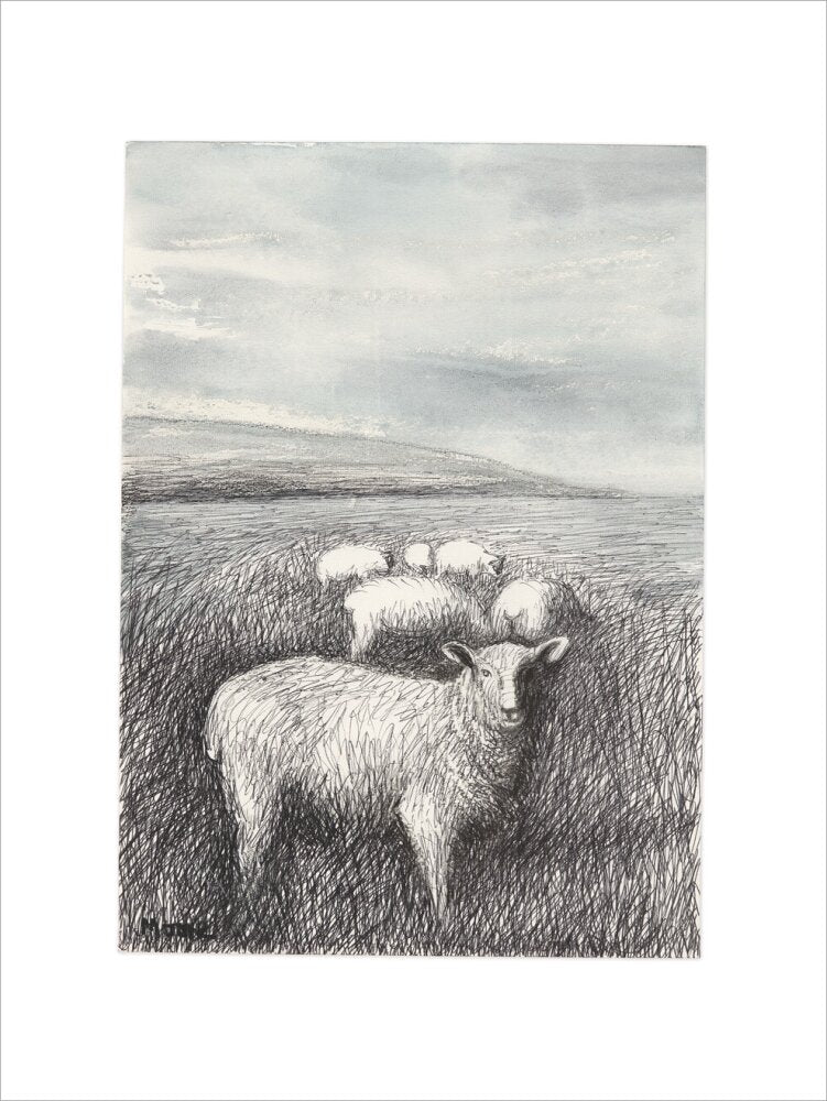 Sheep Grazing in Long Grass