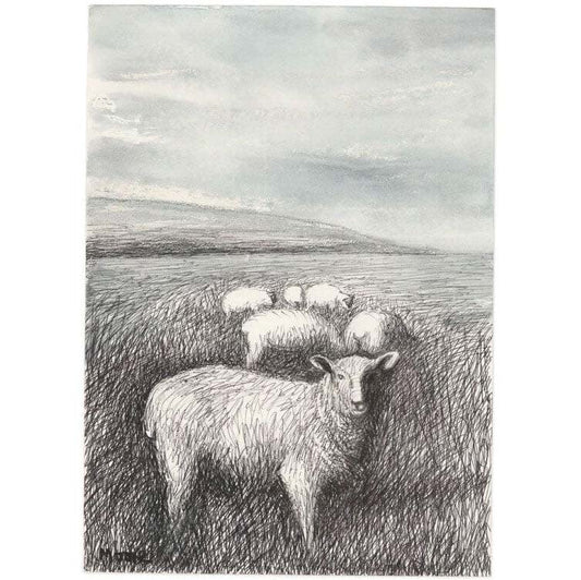 Sheep Grazing in Long Grass