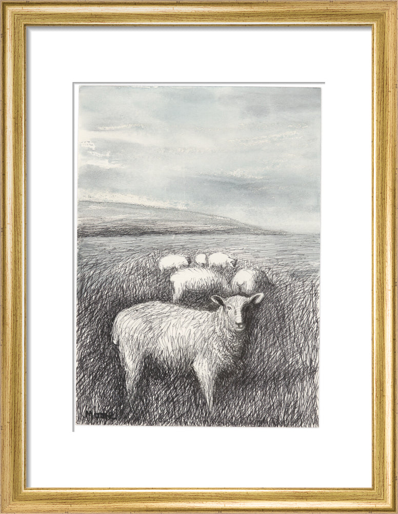 Sheep Grazing in Long Grass