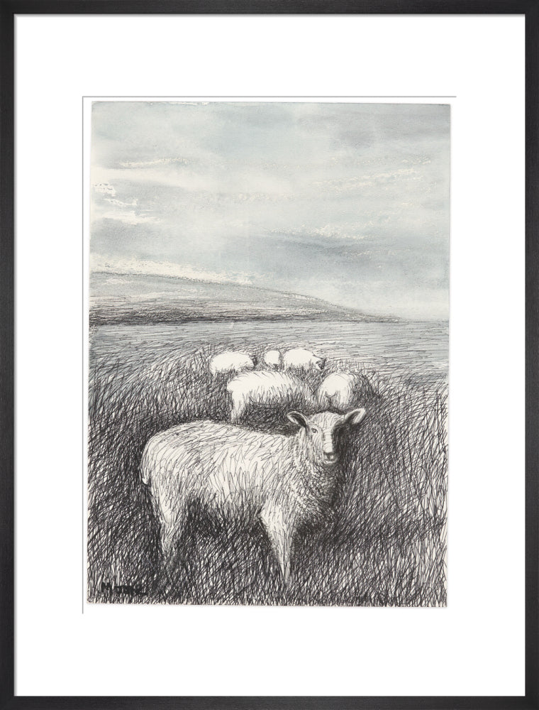 Sheep Grazing in Long Grass